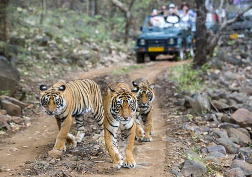 golden triangle-tour with ranthambore