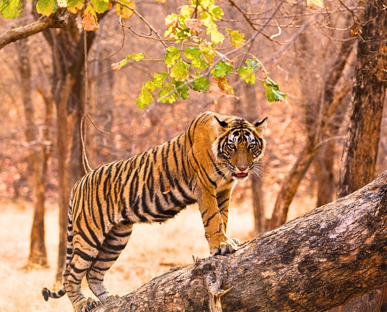 Golden triangle tour with Ranthambore Tiger Safari 4 Days