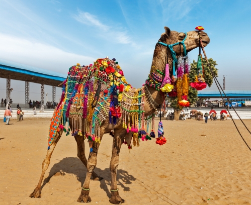 Golden triangle tour with Pushkar Jodhpur 8 Days